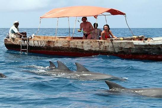 Dolphin Tour